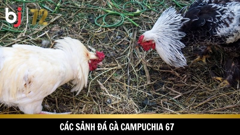 Đa dạng sảnh cược khi chơi 
